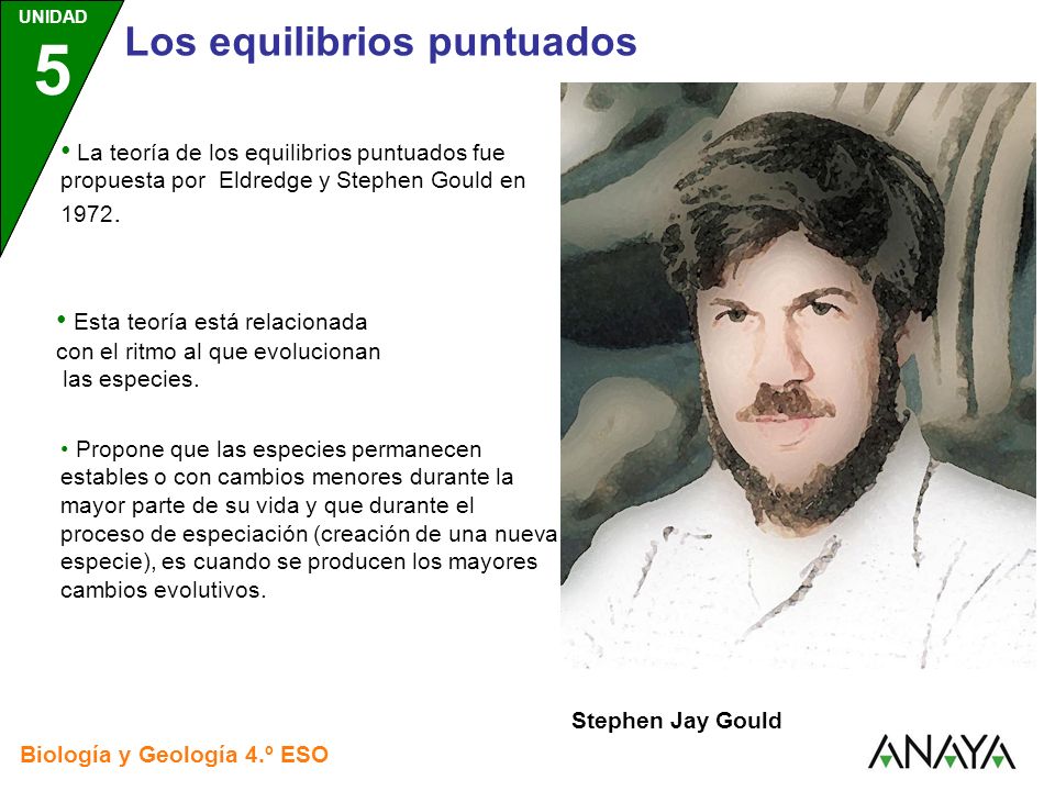 La teoría de los equilibrios puntuados fue propuesta por Eldredge y Stephen Gould en 1972.