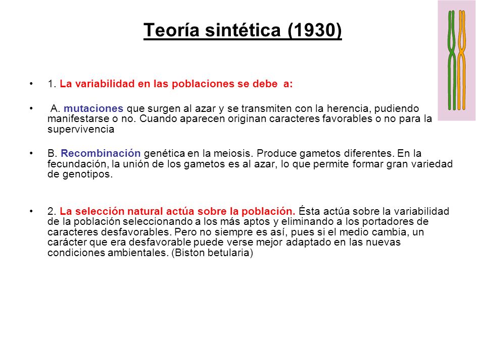 Teoría sintética (1930) 1. La variabilidad en las poblaciones se debe a: