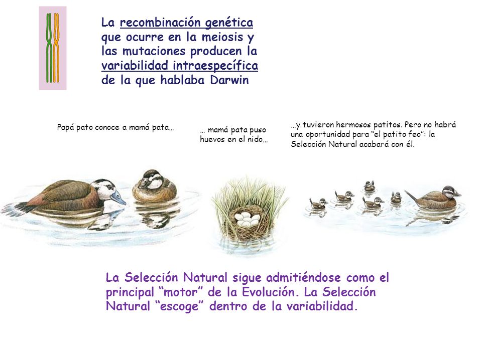 La recombinación genética que ocurre en la meiosis y las mutaciones producen la variabilidad intraespecífica de la que hablaba Darwin