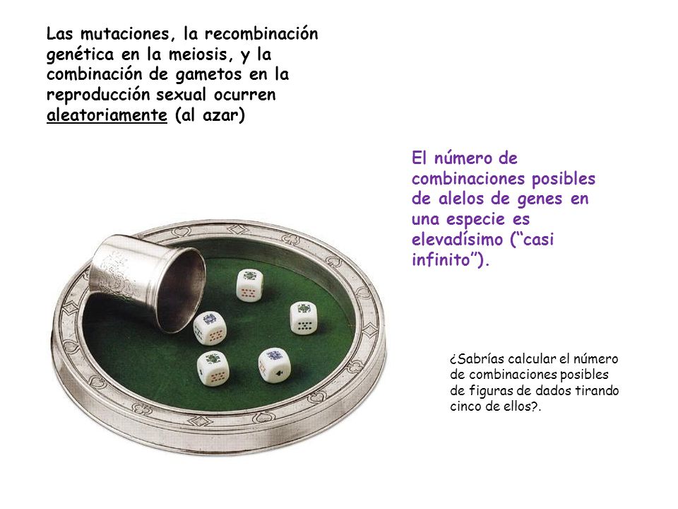 Las mutaciones, la recombinación genética en la meiosis, y la combinación de gametos en la reproducción sexual ocurren aleatoriamente (al azar)