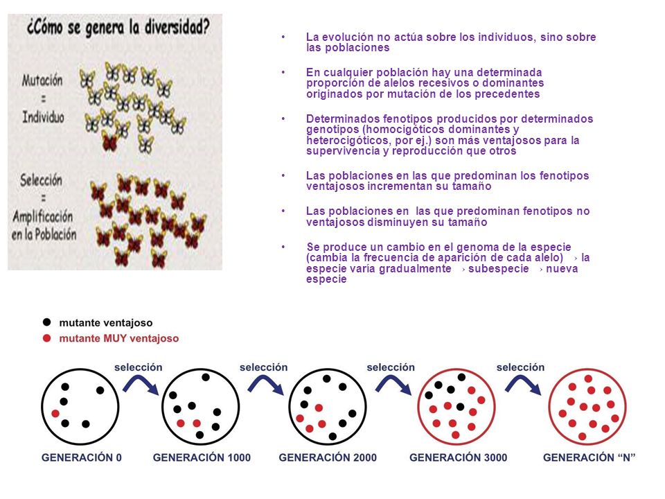 La evolución no actúa sobre los individuos, sino sobre las poblaciones