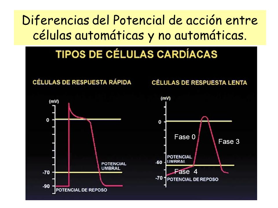 Diferencias del Potencial de acción entre células automáticas y no automáticas.