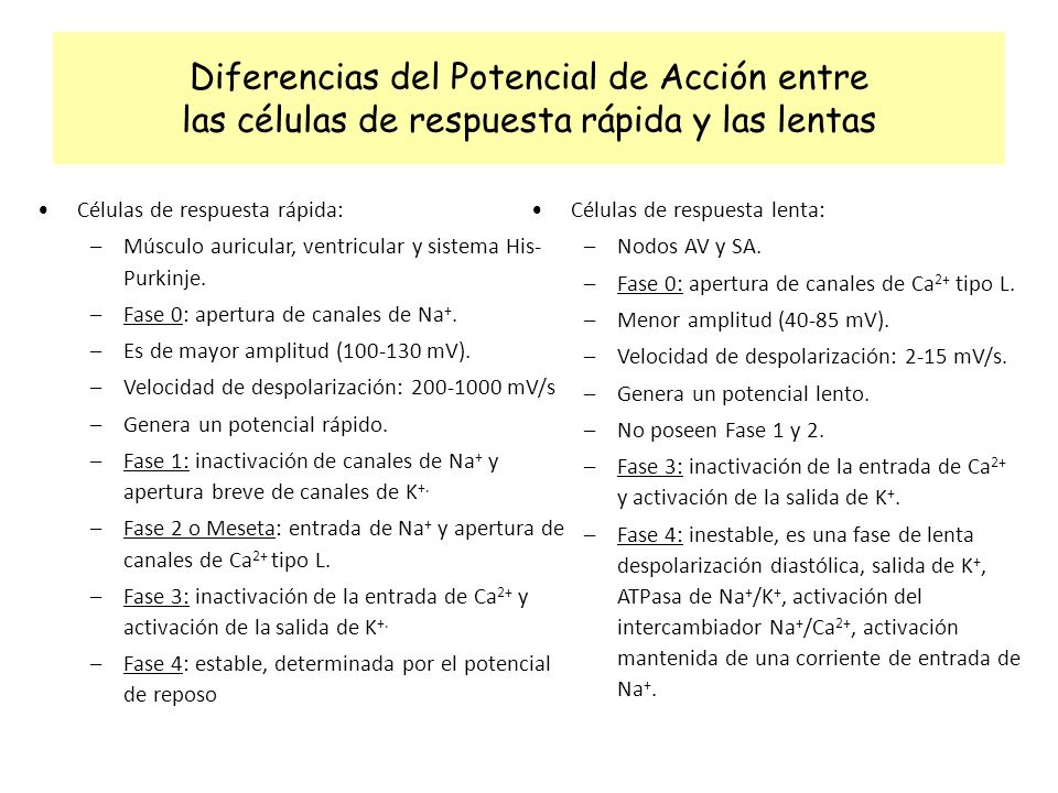 Diferencias del Potencial de Acción entre las células de respuesta rápida y las lentas