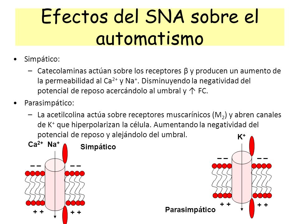 Efectos del SNA sobre el automatismo