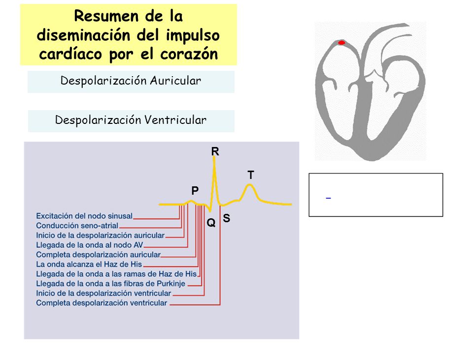 Resumen de la diseminación del impulso cardíaco por el corazón