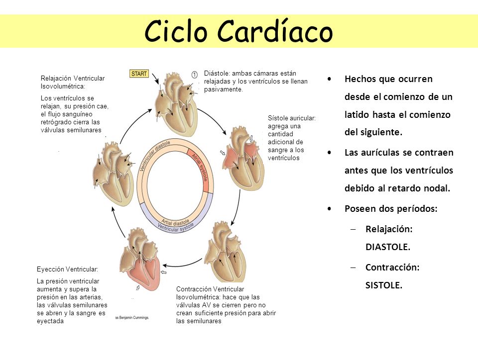 Ciclo Cardíaco Diástole: ambas cámaras están relajadas y los ventrículos se llenan pasivamente.