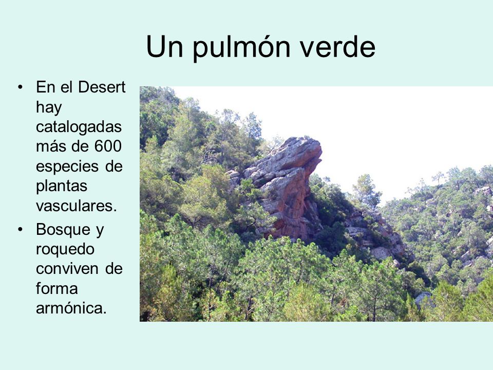 Un pulmón verde En el Desert hay catalogadas más de 600 especies de plantas vasculares.