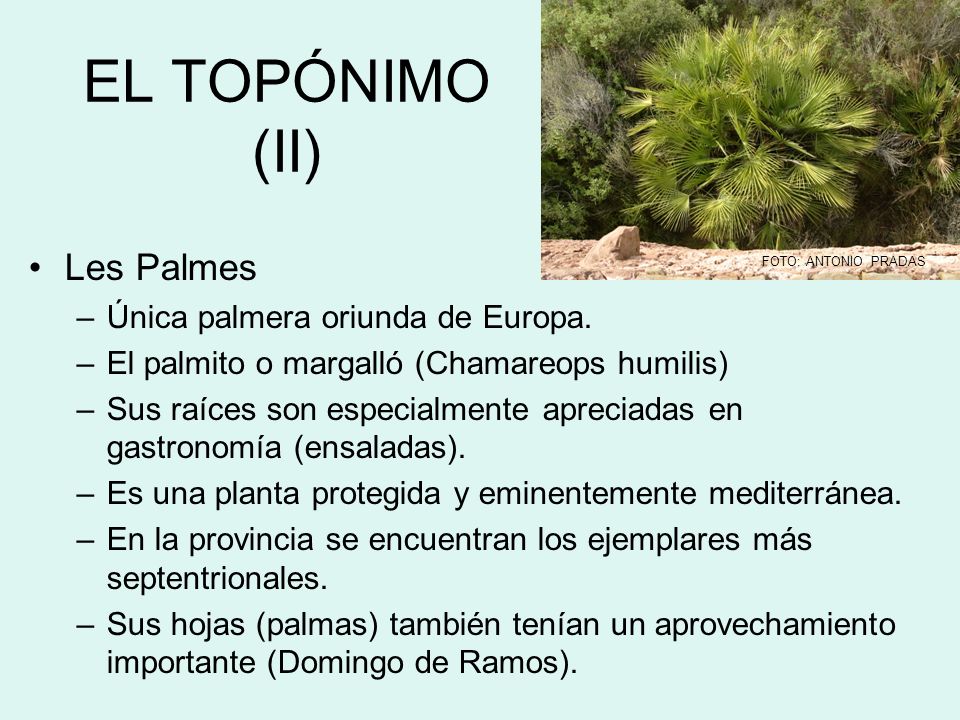 EL TOPÓNIMO (II) Les Palmes Única palmera oriunda de Europa.