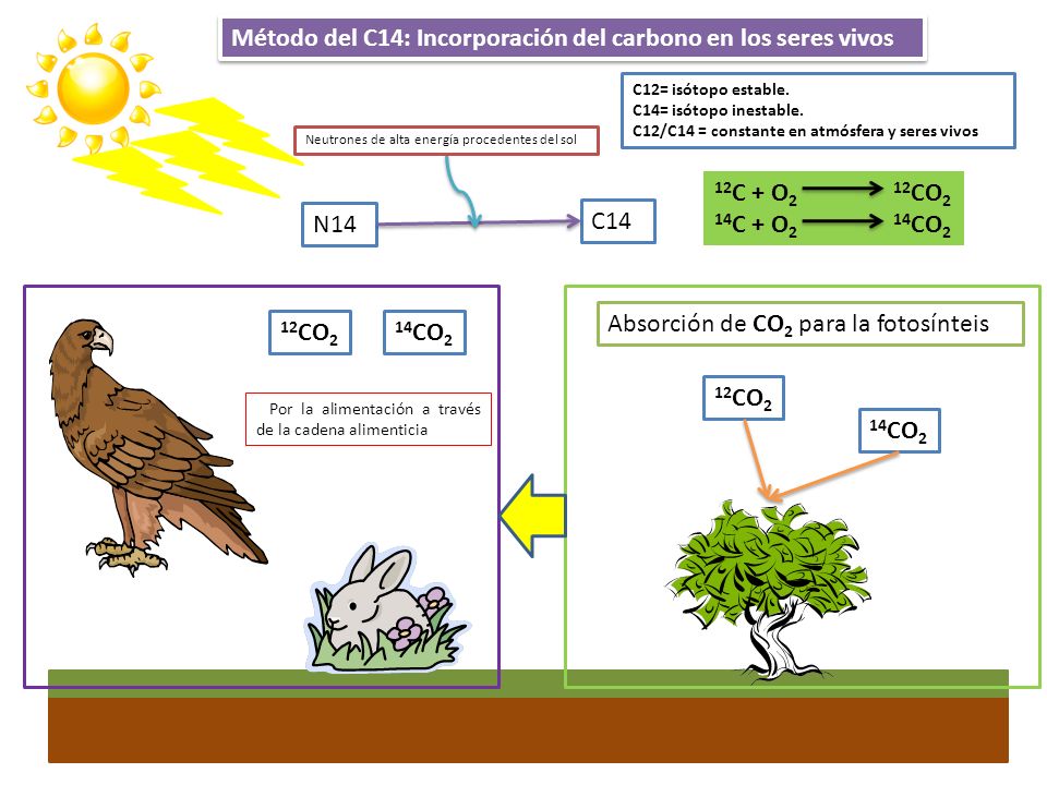 Método del C14: Incorporación del carbono en los seres vivos