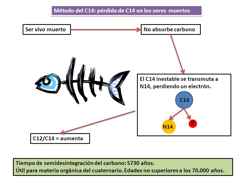 Método del C14: pérdida de C14 en los seres muertos