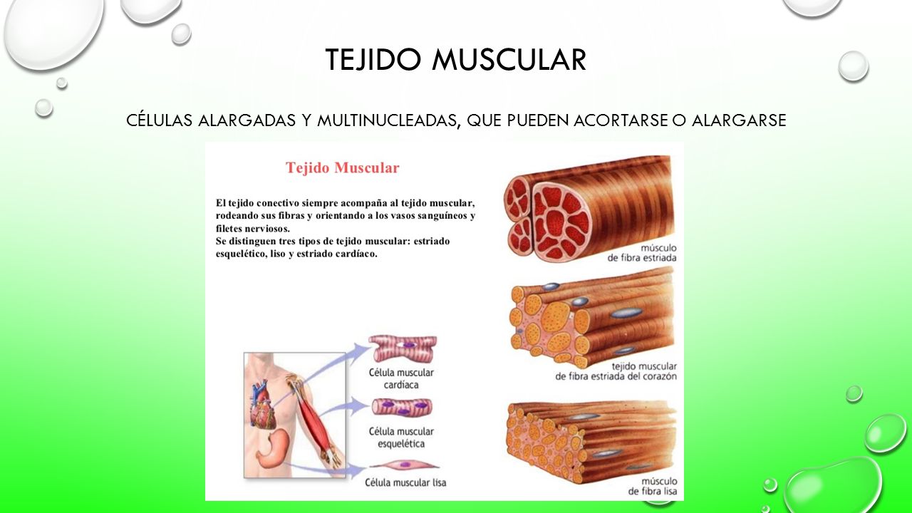 CÉLULAS ALARGADAS Y MULTINUCLEADAS, QUE PUEDEN ACORTARSE O ALARGARSE