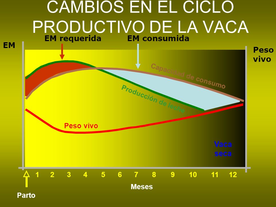 CAMBIOS EN EL CICLO PRODUCTIVO DE LA VACA