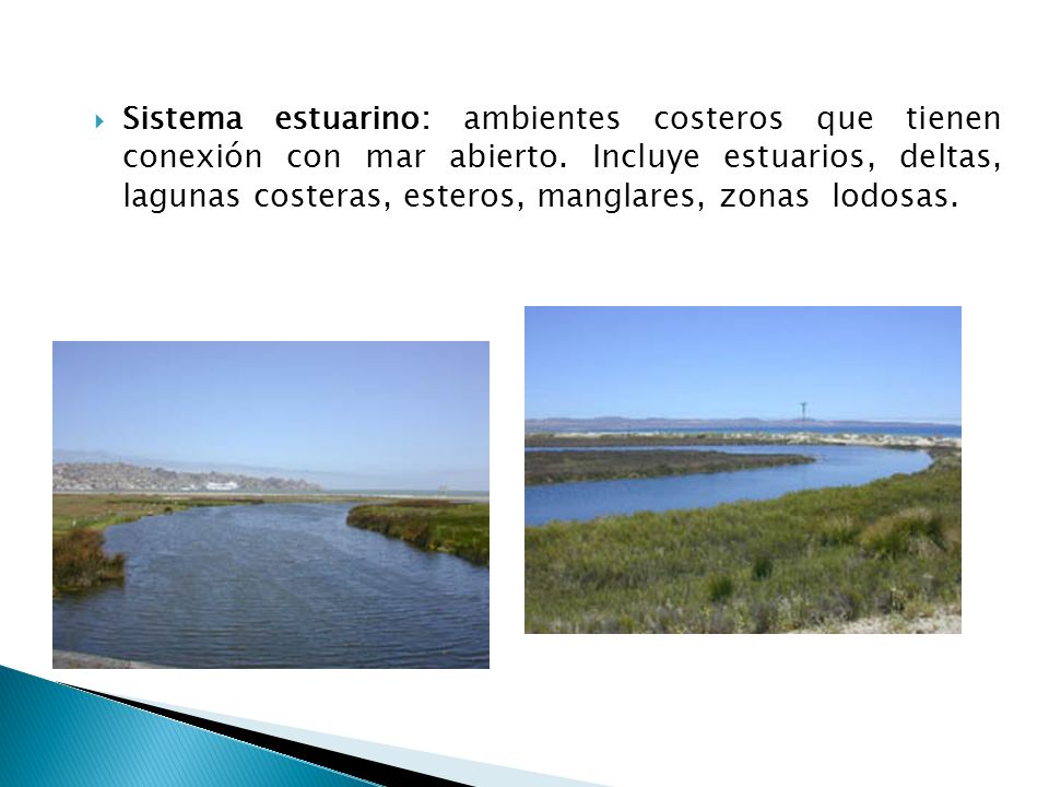 Sistema estuarino: ambientes costeros que tienen conexión con mar abierto.