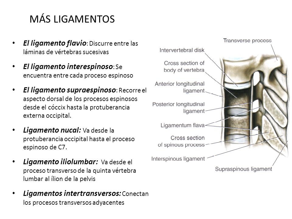 MÁS LIGAMENTOS El ligamento flavio: Discurre entre las láminas de vértebras sucesivas.