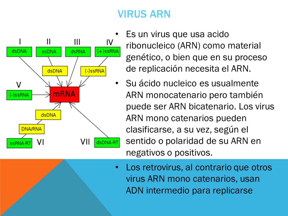 Virus ARN Es un virus que usa acido ribonucleico (ARN) como material genético, o bien que en su proceso de replicación necesita el ARN.