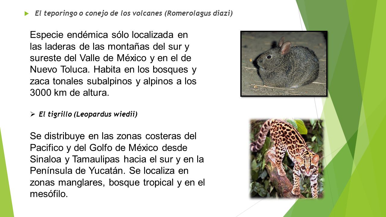 El teporingo o conejo de los volcanes (Romerolagus diazi)