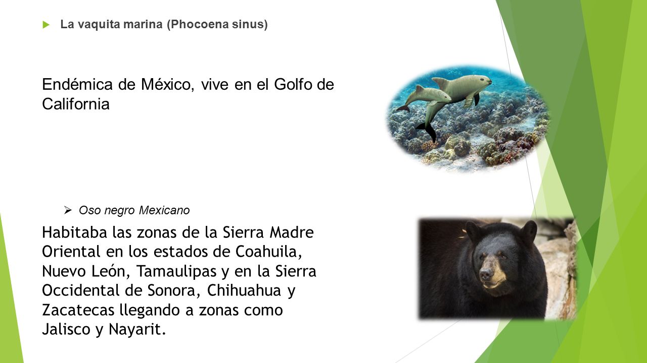 Endémica de México, vive en el Golfo de California