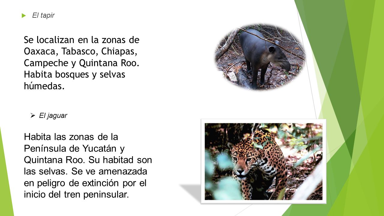 El tapir Se localizan en la zonas de Oaxaca, Tabasco, Chiapas, Campeche y Quintana Roo. Habita bosques y selvas húmedas.