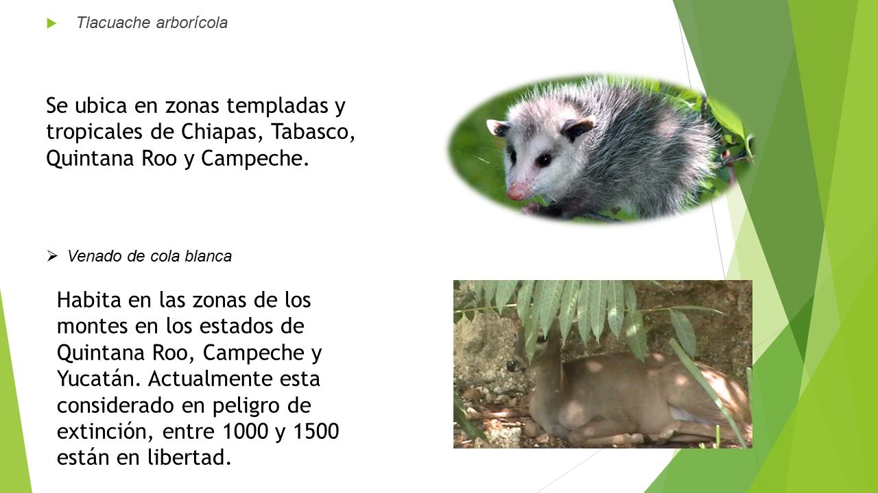 Tlacuache arborícola Se ubica en zonas templadas y tropicales de Chiapas, Tabasco, Quintana Roo y Campeche.