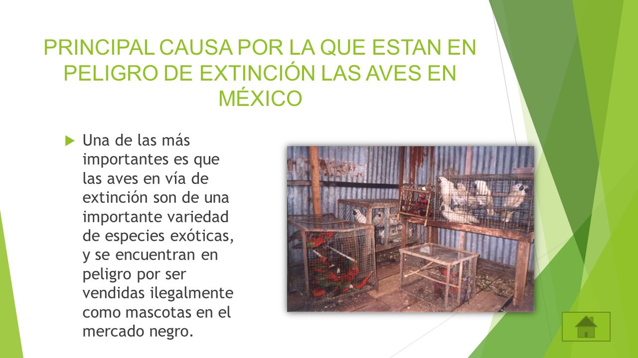 PRINCIPAL CAUSA POR LA QUE ESTAN EN PELIGRO DE EXTINCIÓN LAS AVES EN MÉXICO