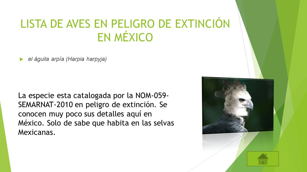 LISTA DE AVES EN PELIGRO DE EXTINCIÓN EN MÉXICO