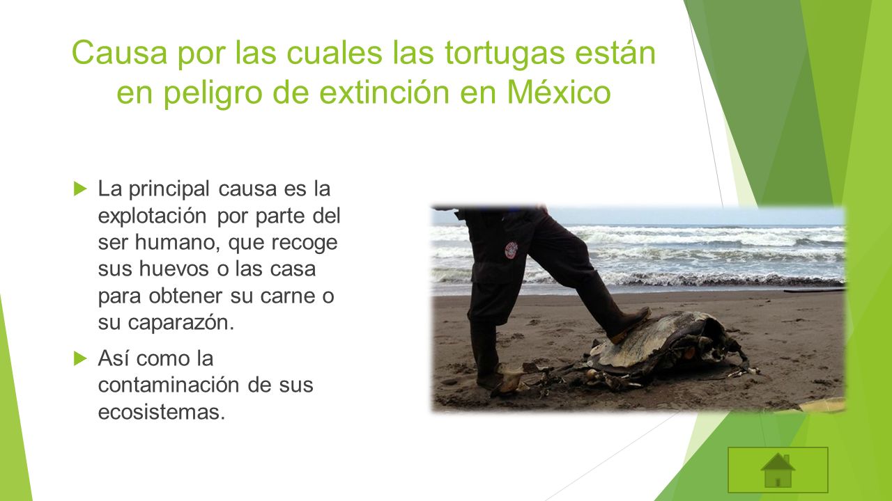 Causa por las cuales las tortugas están en peligro de extinción en México