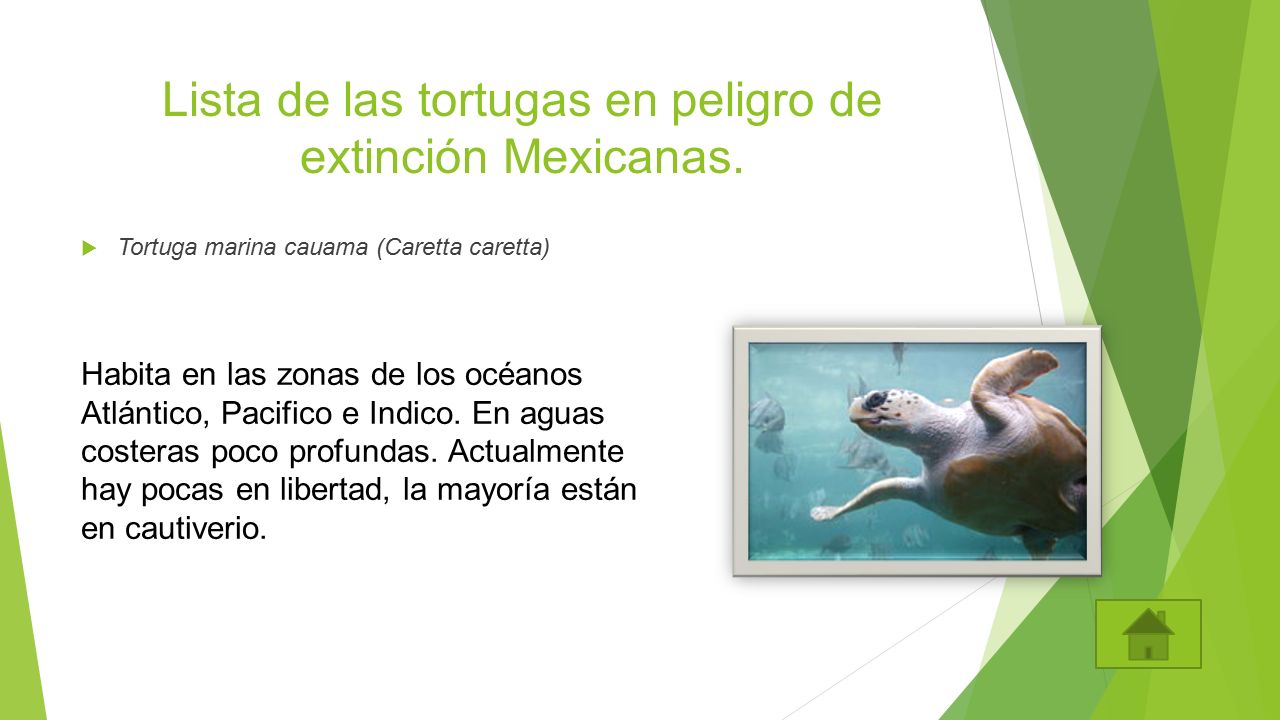 Lista de las tortugas en peligro de extinción Mexicanas.