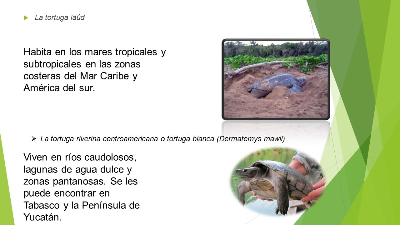 La tortuga laúd Habita en los mares tropicales y subtropicales en las zonas costeras del Mar Caribe y América del sur.