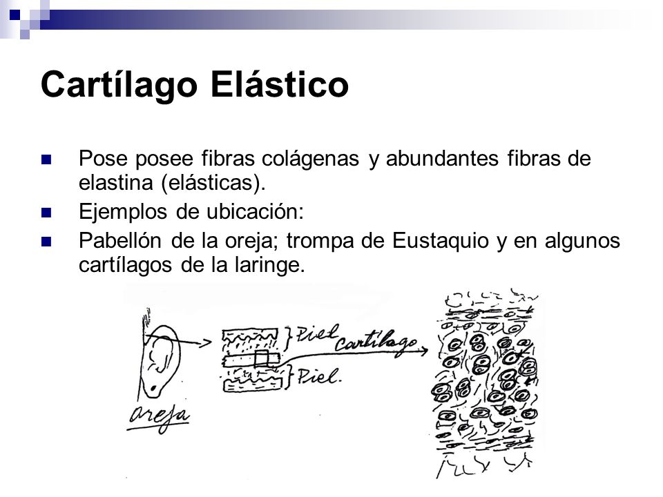 Cartílago Elástico Pose posee fibras colágenas y abundantes fibras de elastina (elásticas). Ejemplos de ubicación: