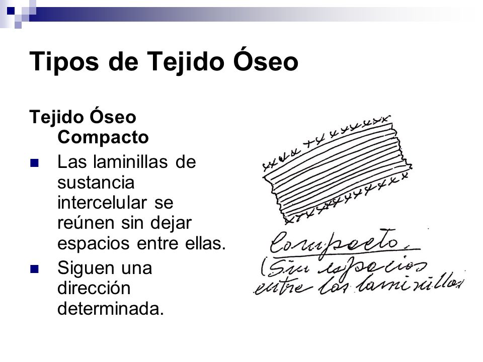 Tipos de Tejido Óseo Tejido Óseo Compacto