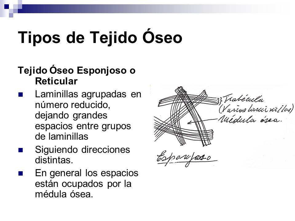 Tipos de Tejido Óseo Tejido Óseo Esponjoso o Reticular