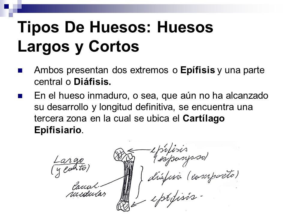 Tipos De Huesos: Huesos Largos y Cortos