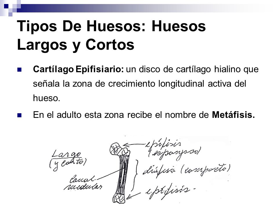 Tipos De Huesos: Huesos Largos y Cortos