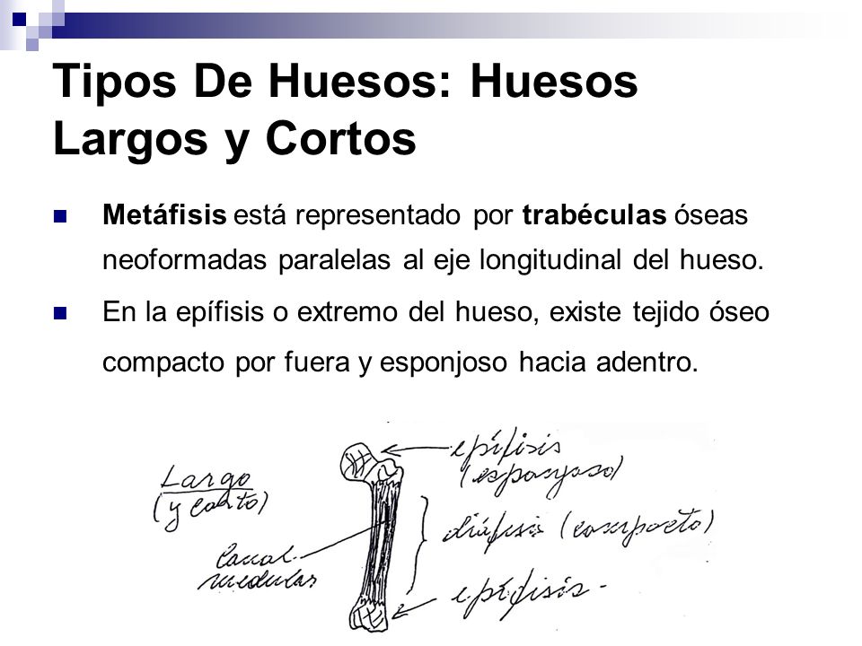 Tipos De Huesos: Huesos Largos y Cortos