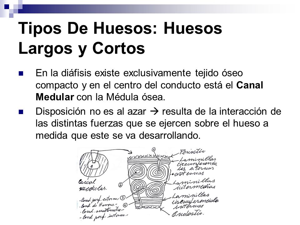 Tipos De Huesos: Huesos Largos y Cortos