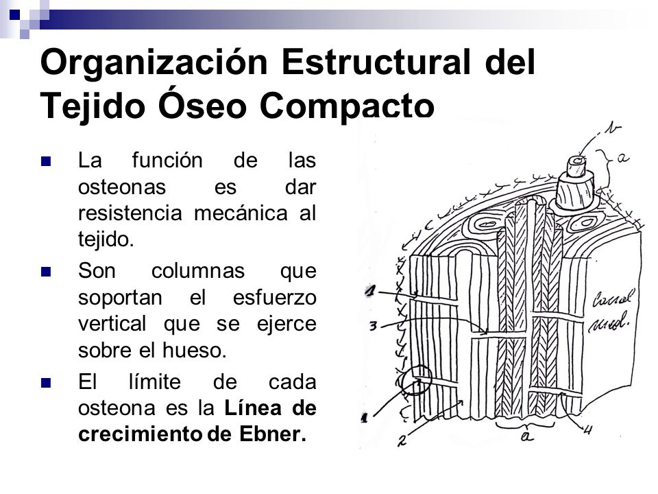 Organización Estructural del Tejido Óseo Compacto