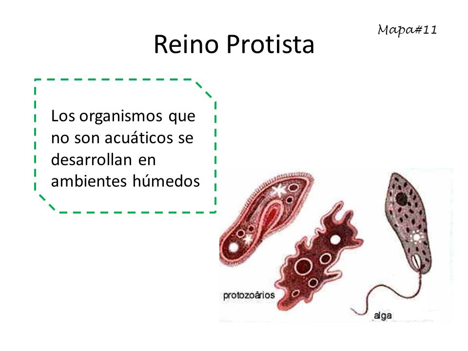 Reino Protista Mapa#11 Los organismos que no son acuáticos se desarrollan en ambientes húmedos