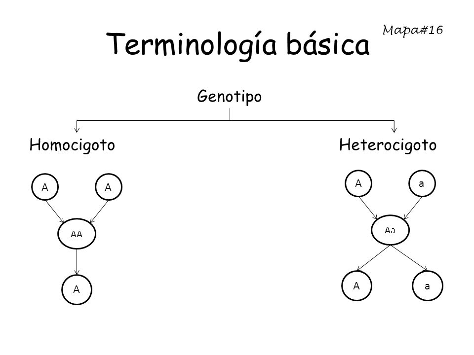 Terminología básica Genotipo Homocigoto Heterocigoto Mapa#16 A a A a