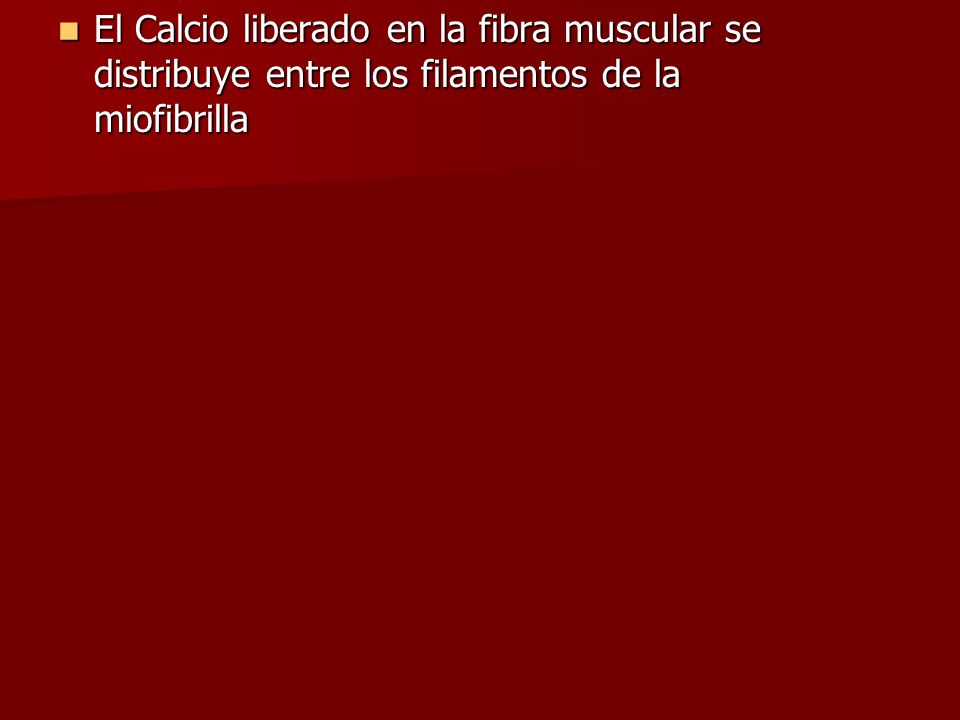 El Calcio liberado en la fibra muscular se distribuye entre los filamentos de la miofibrilla