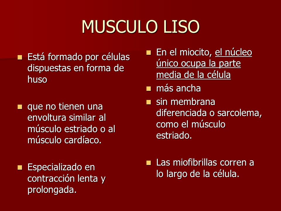 MUSCULO LISO En el miocito, el núcleo único ocupa la parte media de la célula. más ancha.