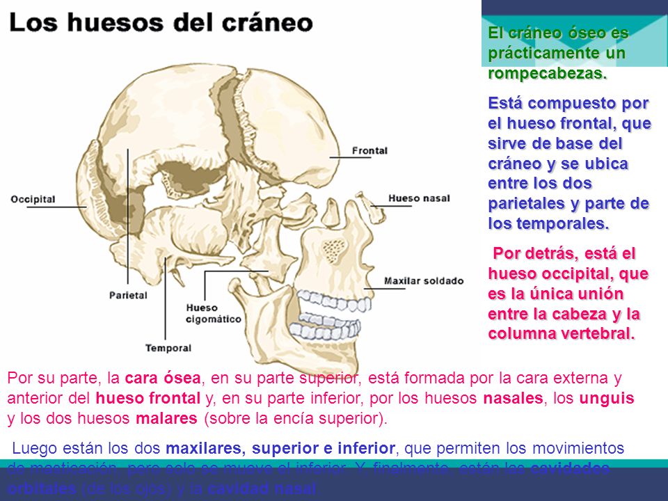 El cráneo óseo es prácticamente un rompecabezas.