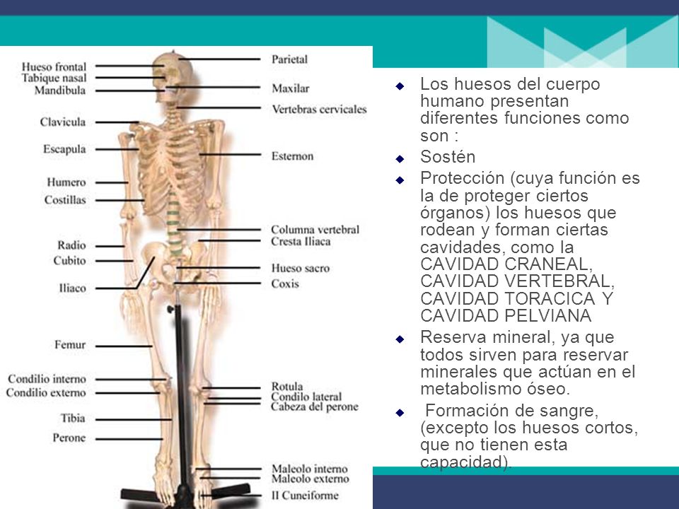 Los huesos del cuerpo humano presentan diferentes funciones como son :