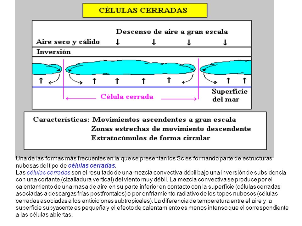 Una de las formas más frecuentes en la que se presentan los Sc es formando parte de estructuras nubosas del tipo de células cerradas.