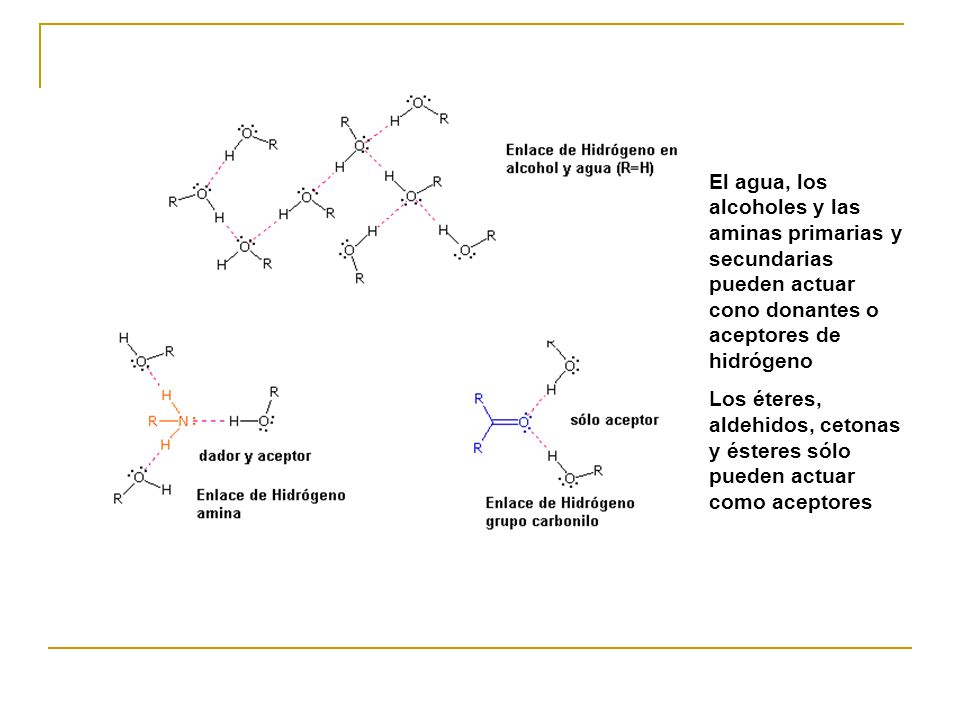 El agua, los alcoholes y las aminas primarias y secundarias pueden actuar cono donantes o aceptores de hidrógeno