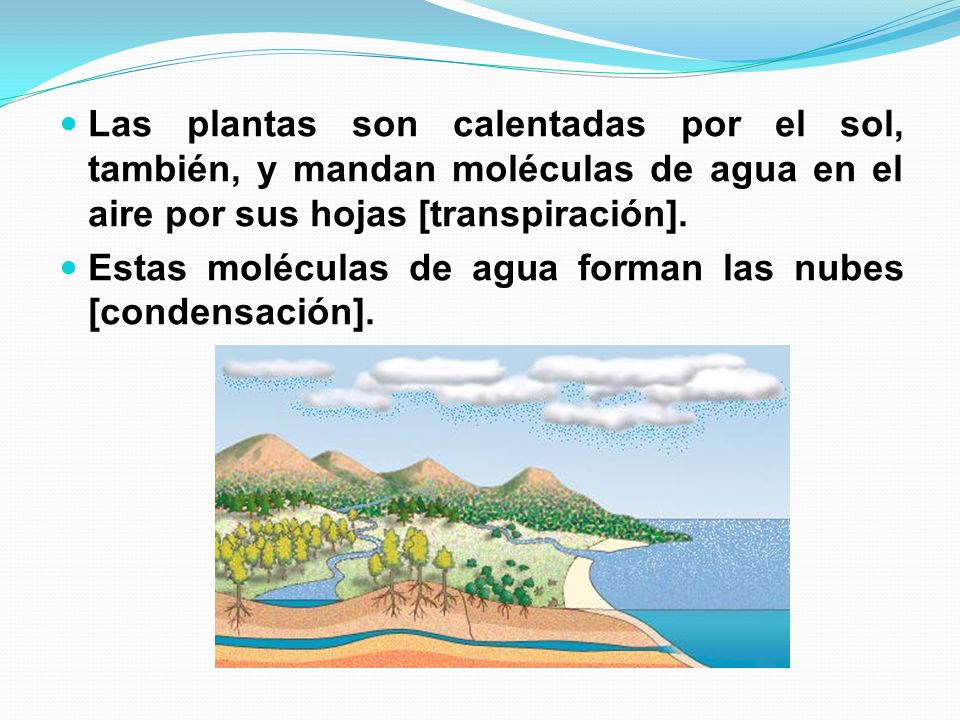 Las plantas son calentadas por el sol, también, y mandan moléculas de agua en el aire por sus hojas [transpiración].
