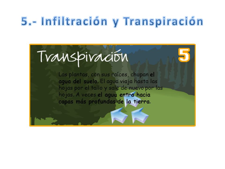 5.- Infiltración y Transpiración