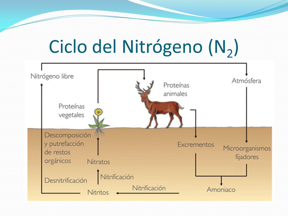 Ciclo del Nitrógeno (N2)