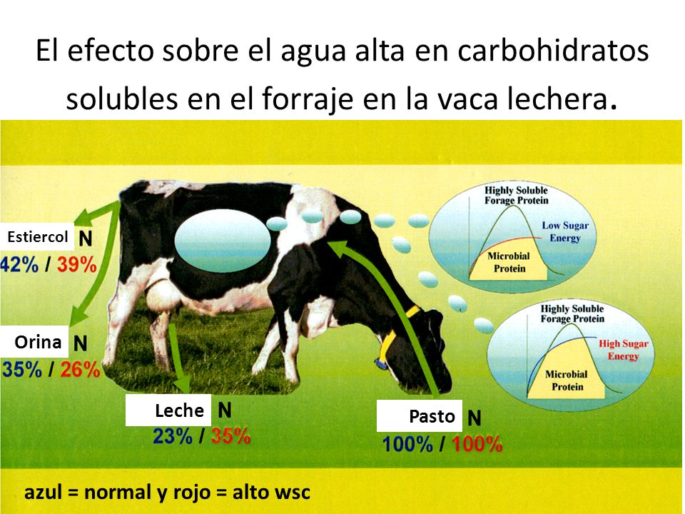 El efecto sobre el agua alta en carbohidratos solubles en el forraje en la vaca lechera.