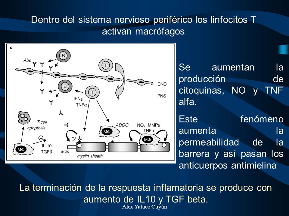 Se aumentan la producción de citoquinas, NO y TNF alfa.