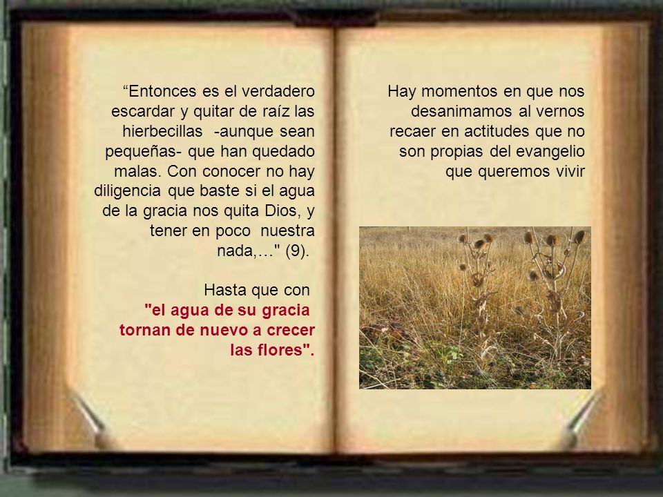 tornan de nuevo a crecer las flores .